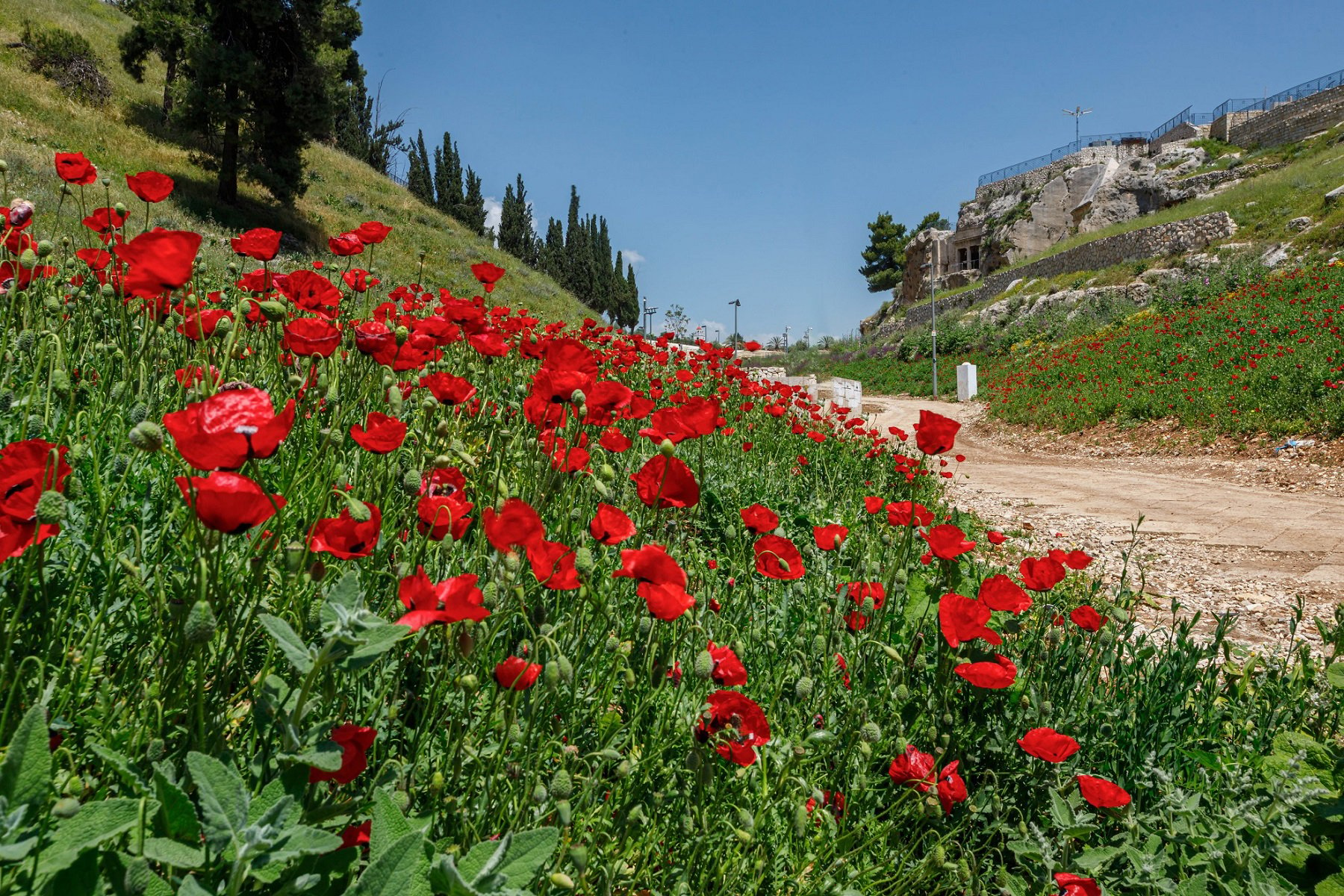 The Kidron Valley is blooming. Photo: Eliyahu Yanai