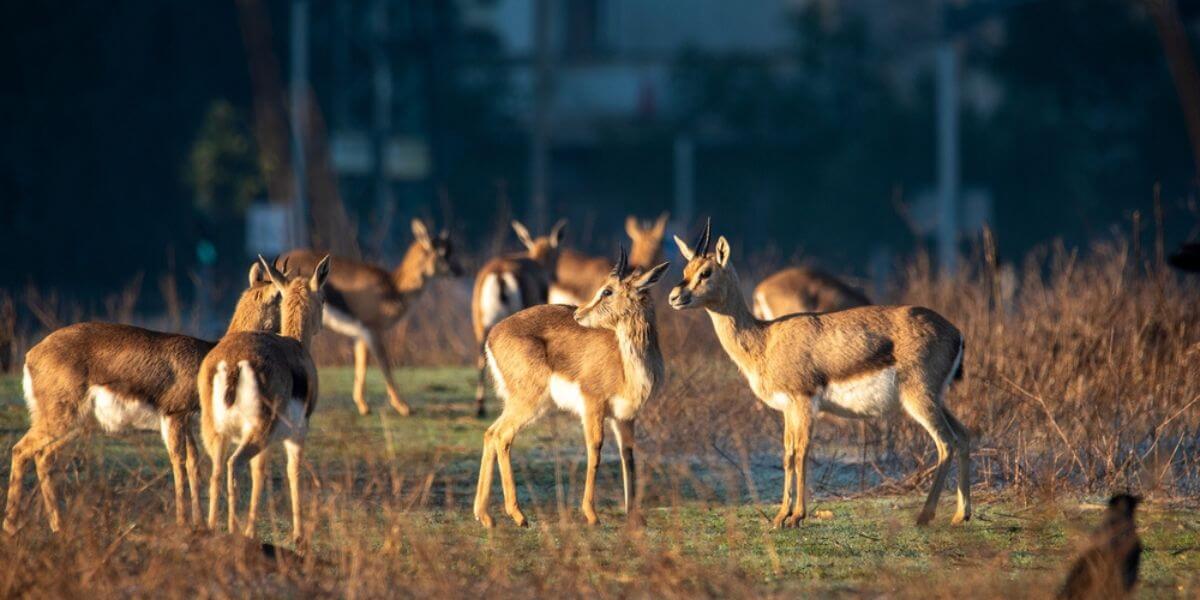 Gazelle Valley. Photo: Shutterstock