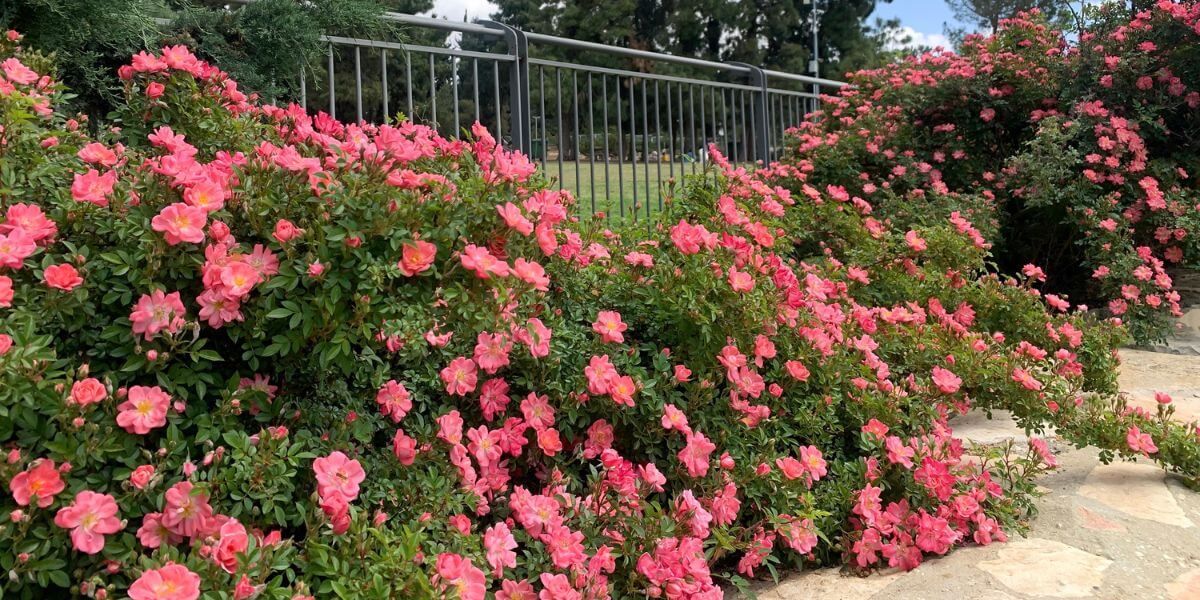 The Rose park. Photo: Shutterstock