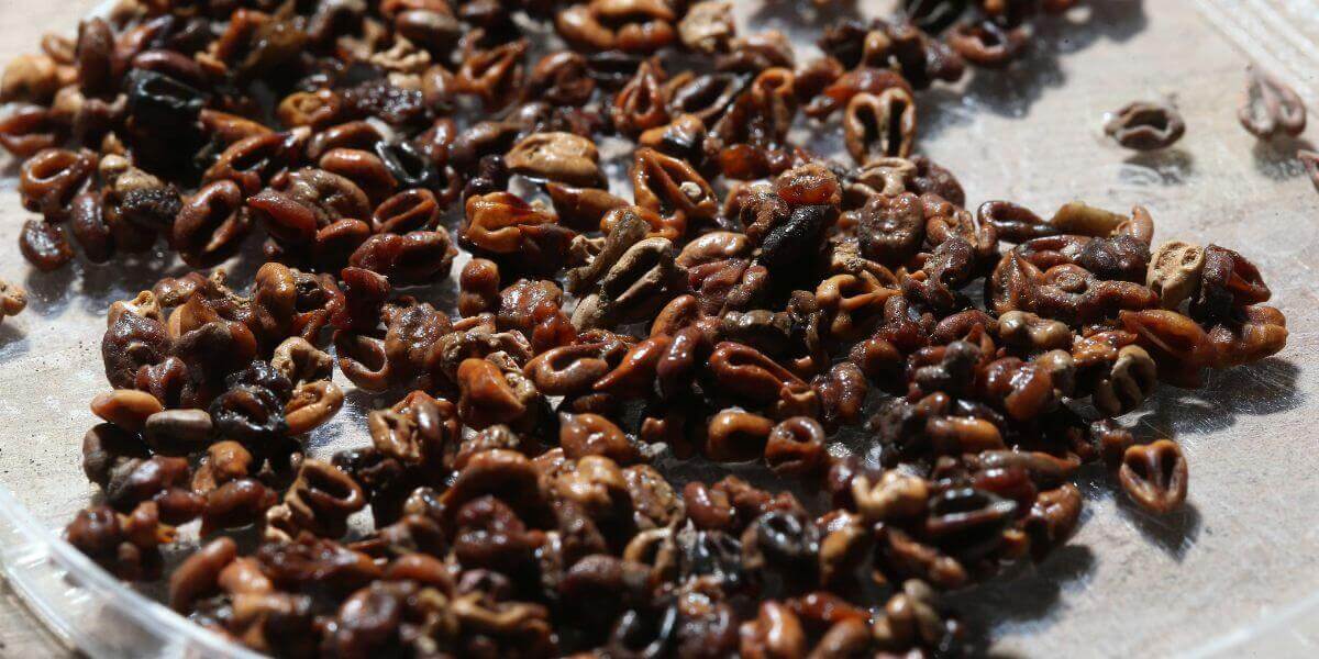 Grape vines found in the Abbasid pit. Photo: Eliyahu Yanai