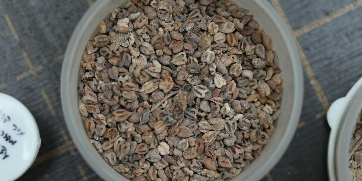 Grape vines found in the Abbasid pit. Photo: Eliyahu Yanai