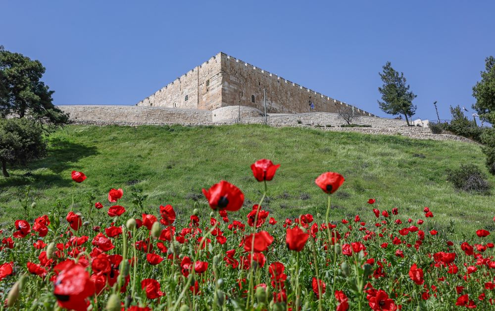 עמק הקדרון פורח