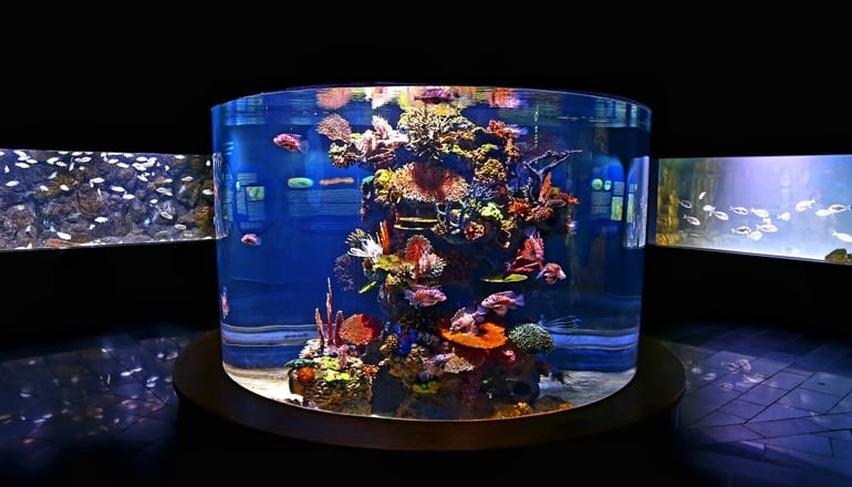 אקווריום ישראל, אטרקציות לילדים בירושלים