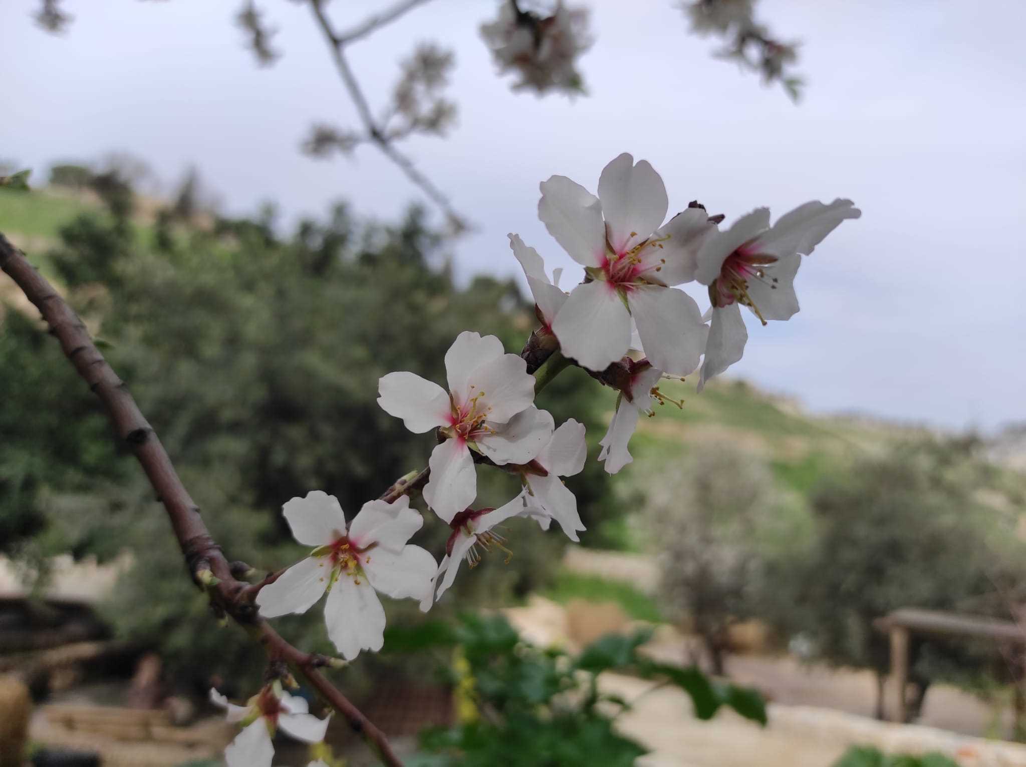 צילום: שחר אריאל ט"ו בשבט - פריחה בחווה בגיא, צילום: שחר אריאל