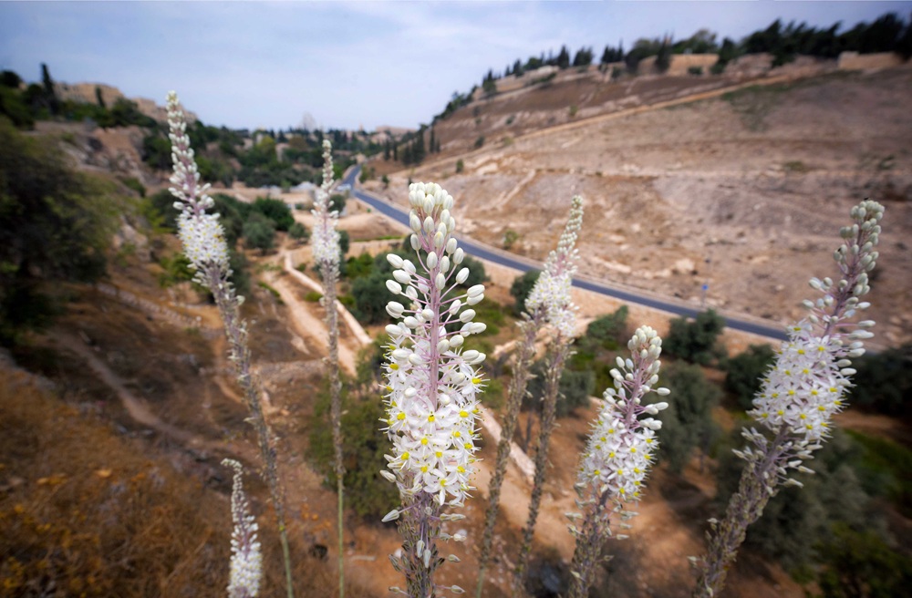 חצבים פורחים בגיא בן הינום, צילום: קובי הראתי