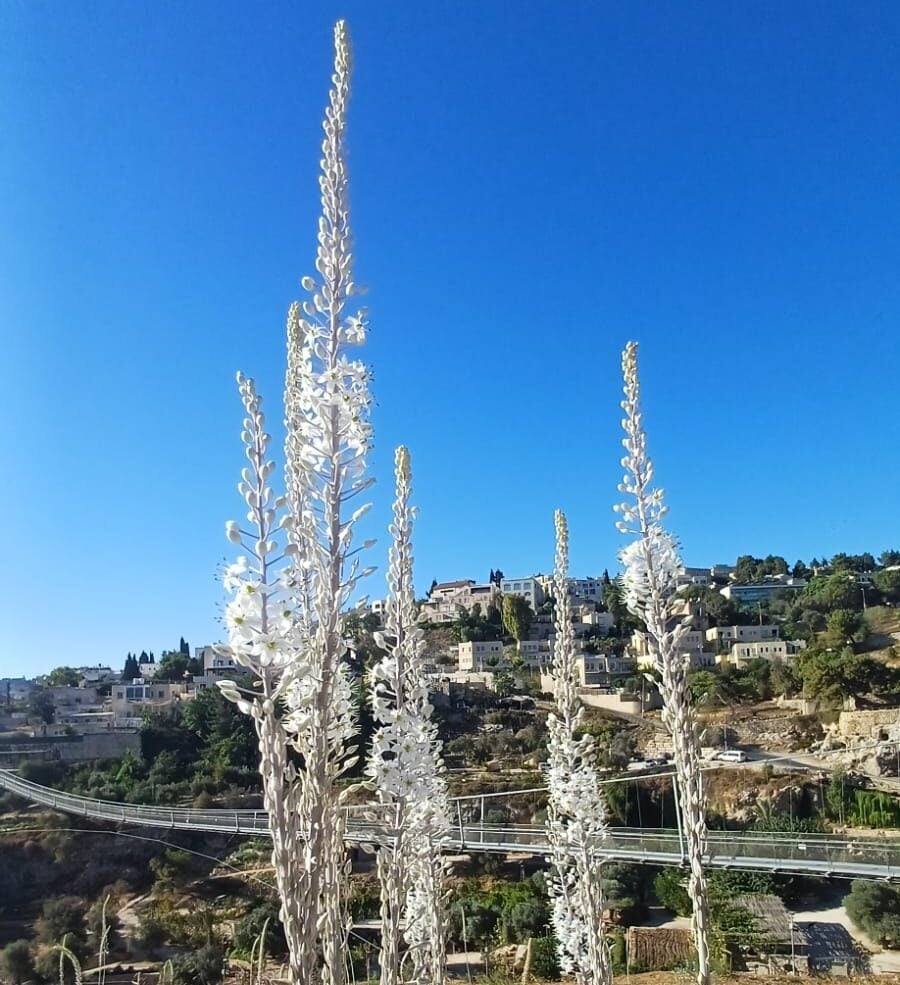 חצבים בהר ציון בירושלים